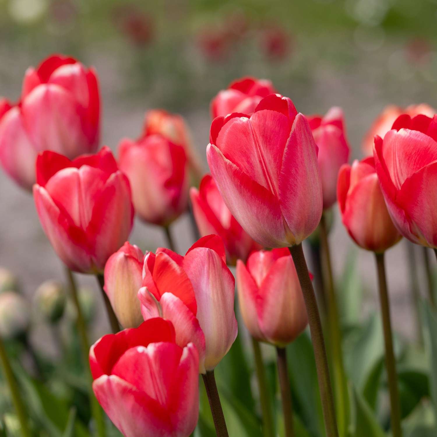 Tulipe 'Van Eijk'